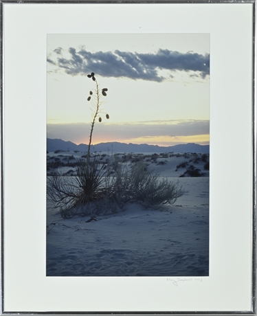 Mary Saxton 'Yucca at Dawn'