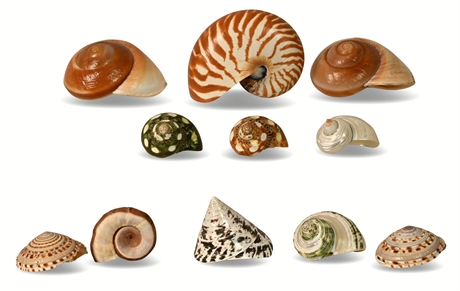 Nautilus Shell Collection