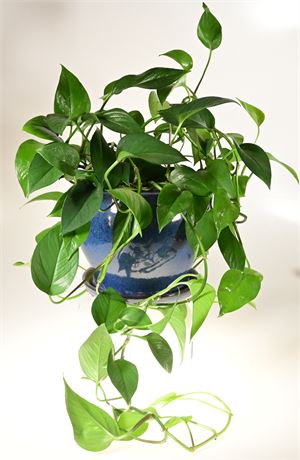 Live Philodendron Plant