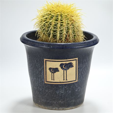 Barrel Cactus in Pot