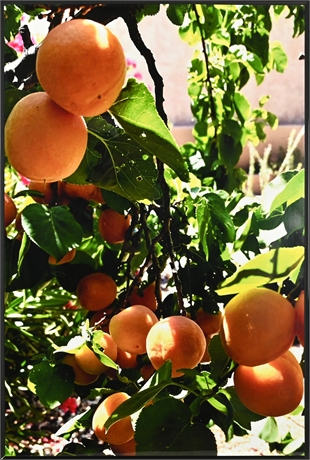 Erin Van Norman 'Mesilla Valley Apricots' Framed Photo