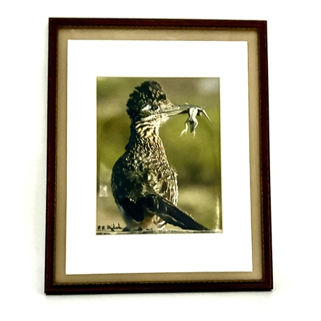 Greater Roadrunner