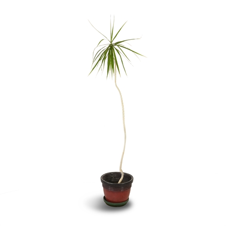 Live Potted Dragon Tree