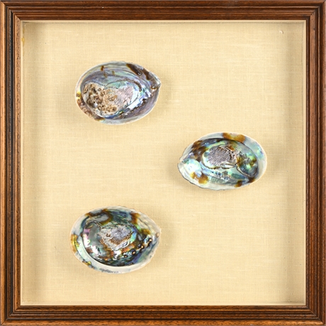 Framed Trio of Abalone Shells – Oak Shadowbox, 18"x18"
