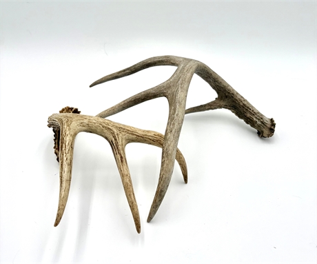 Antler Set