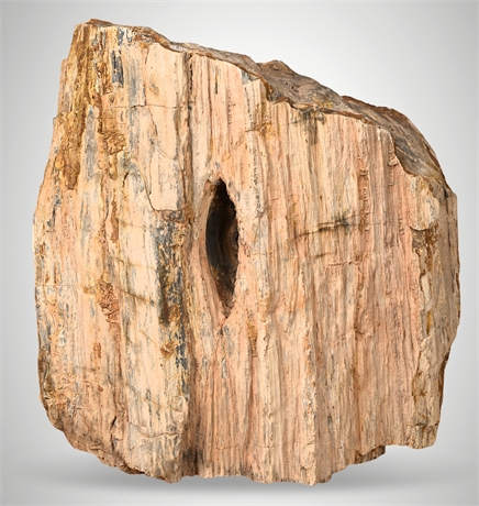 Massive Petrified Wood Trunk Section – ~250 lbs, 21" x 21" x 15"
