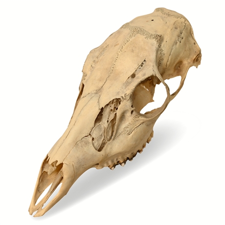 White Tail Mule Deer Skull