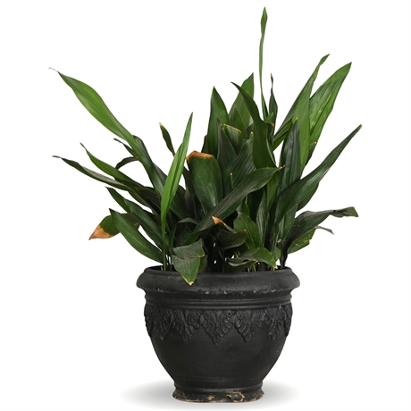 Live Potted Aspidistra Plant