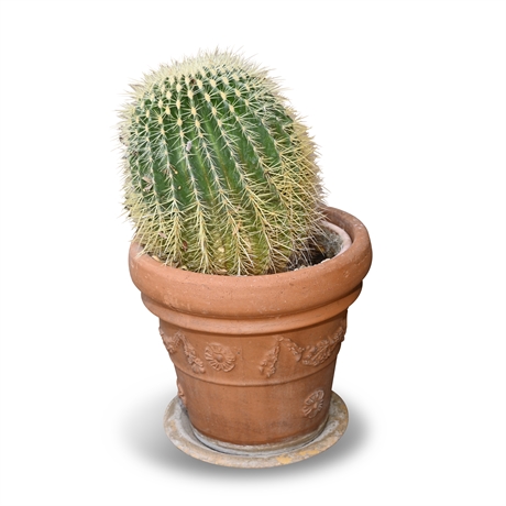 Live Potted Barrel Cactus