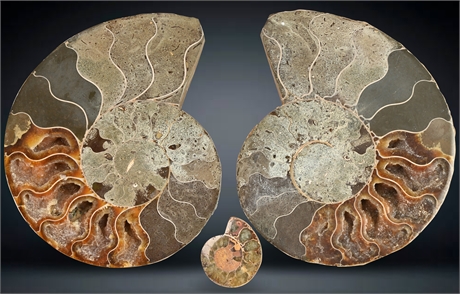 Madagascar Ammonite Fossils