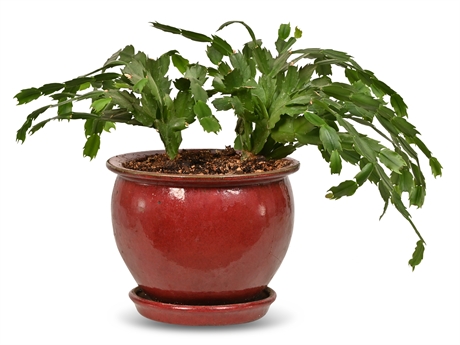 Live Potted Christmas Cactus