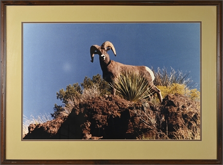 The Curious Ram Framed Photo by Jimmy C. Stone
