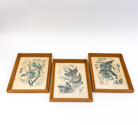 Vintage Framed Arthur Singer Bird and Botanical Prints (Set of 7)
