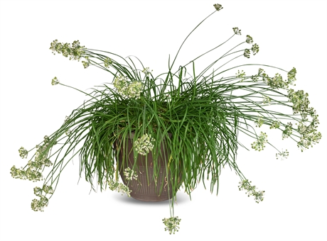Live Potted Garlic Chive Plant