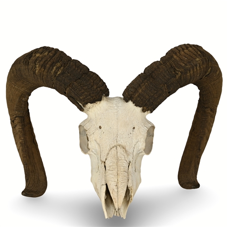 Ram’s Head Skull with Horns