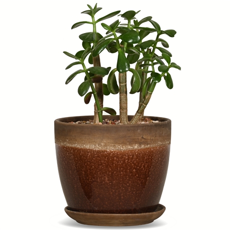 Plant (Crassula Ovata) In Ceramic Planter