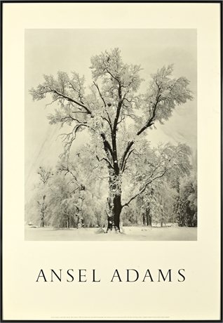 Framed Vintage Ansel Adams "Oak Tree" Poster