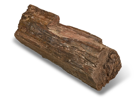 50 lb Petrified Wood