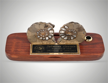 Fossil Ammonite Pen Holder – Spathites rioensis, 91 Million Years