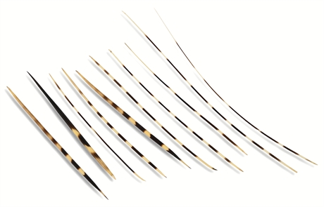 (10) Porcupine Quills