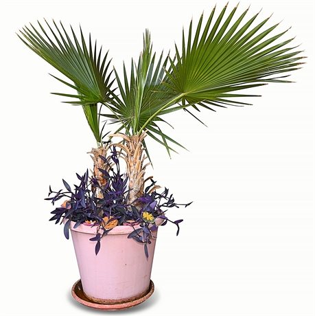Live Potted Mexican Fan Palm