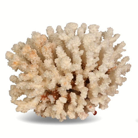 Vintage Branch Coral Specimen