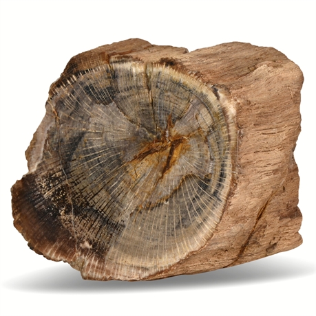 1064 grams Petrified Wood Specimen