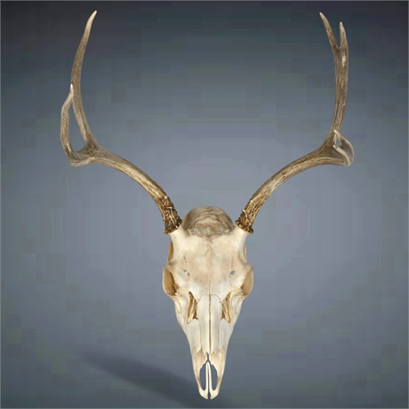 Vintage Mule Deer Skull