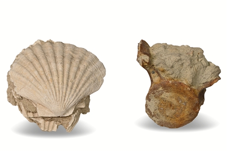 Vertebrae & Shell Fossil