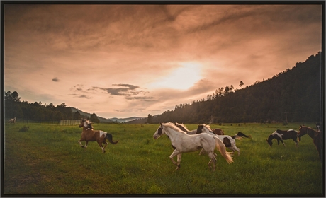 Framed Canvas Print of Paint Horses at Sunset, Mountain Pasture