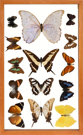 Framed Peruvian Butterfly Specimen Display, 14 Mounted Examples