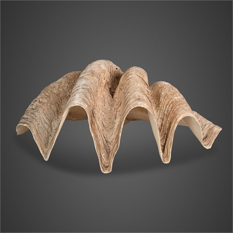 Tridacna gigas Giant Clam Single Valve — Indo-Pacific, 22½" × 35 lbs