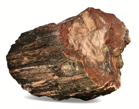 24lb Petrified Wood Specimen