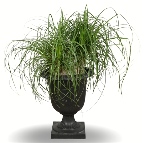 45" Live Ponytail Palm in Urn Style Planter