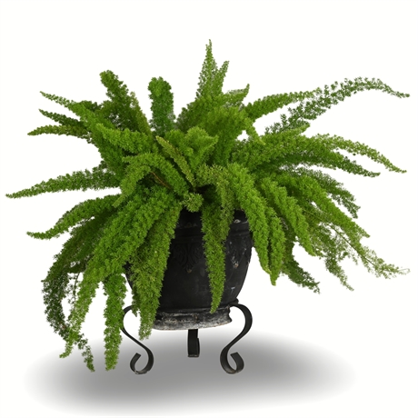 35" Live Foxtail Fern in Cast Resin Planter with Forged Iron Stand