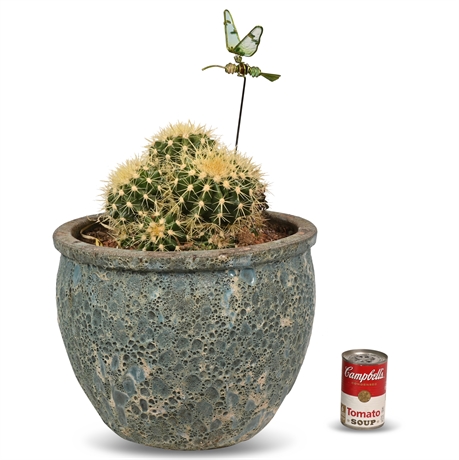 Live Multi-Head Golden Barrel Cactus