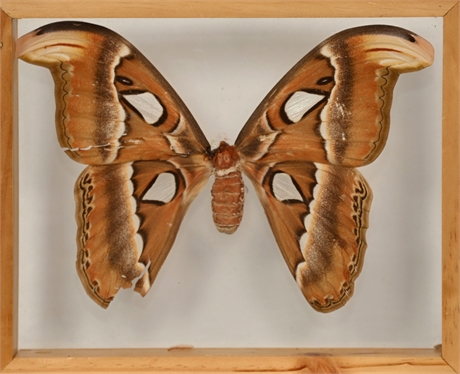 Framed Attacus Atlas Emperor Moth Butterfiles