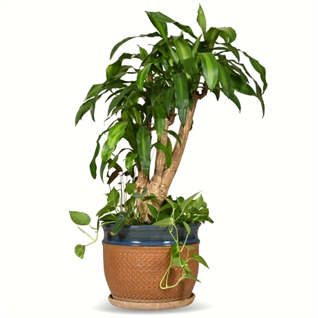Live Potted Dracaena Fragrans, Pothos and Ctenanthe