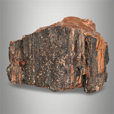 Agatized Petrified Wood Specimen Polished Face 3 lbs