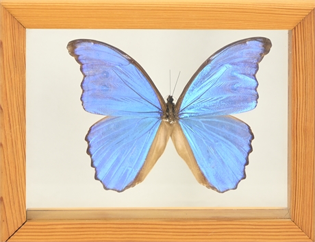 Vintage Framed Butterfly