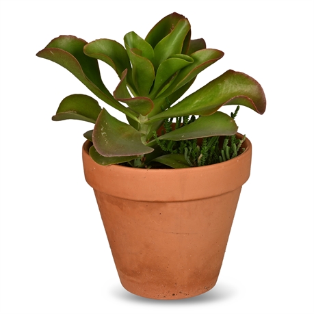 Live Potted Paddle Plant & Rattail Crassula