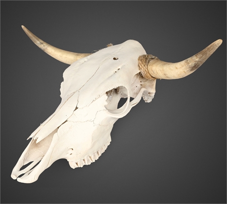 Mounted Bull Skull with Natural Horns — 24.5” Wide Rustic Wall Decor