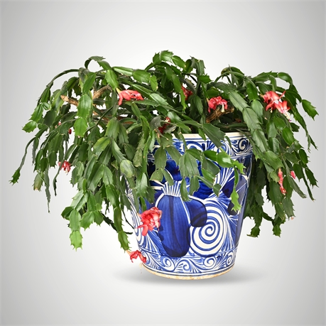 “Rescue Me!” Thanksgiving Cactus "Schlumbergera truncata" in Puebla Talavera Pot