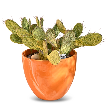Live Potted Opuntia Sunburst Prickly Pear Cactus