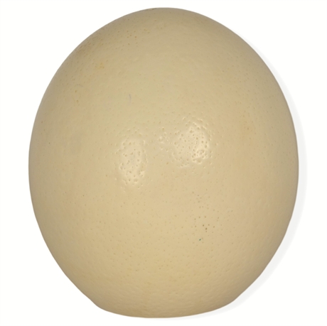 Large Ostrich Egg (Empty)