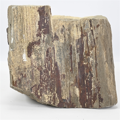 18 Lb Fossilized Wood Slab