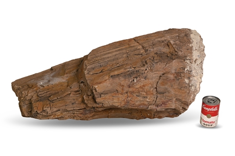 Large Petrified Wood Branch or Trunk