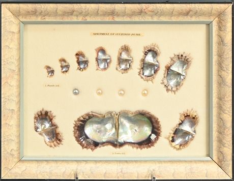 Vintage Framed & Matted Japanese Oyster Growth Cultured Pearl Display