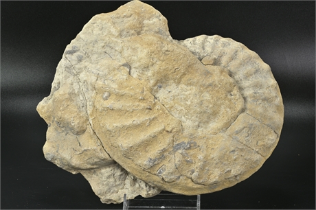 Large Aminoid Fossil