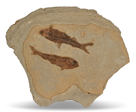 Pair Fossilized Fish
